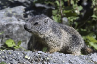 Young Alpine marmot (Marmota marmota) sitting on rock near burrow, Gran Paradiso National Park,