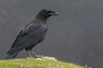 Common raven, northern raven (Corvus corax)