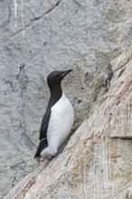 Thick-billed murre (Uria lomvia), Brünnich's guillemot in steep sea cliff rock face at seabird