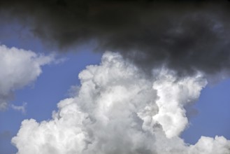 congestus, towering cumulus cloud (Cumulus) turning into Cumulonimbus calvus and black rain cloud