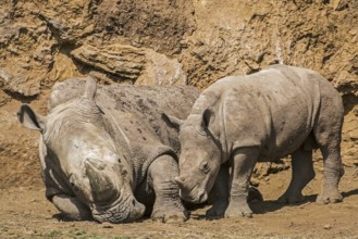 African white rhino, Square-lipped rhinoceros (Ceratotherium simum) male with calf