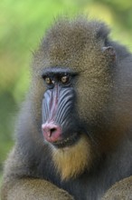 Mandrill (Mandrillus sphinx), female, animal portrait, captive, South-West Region, Cameroon, Africa