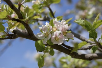 Flower of the European wild apple (Malus sylvestris), near Confrides, Province of Alicante, Costa