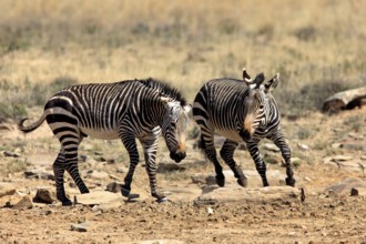 Cape mountain zebras (Equus zebra zebra), pair, Mountain Zebra National Park, South Africa, Africa