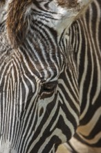 Grévy's zebra, imperial zebra (Equus grevyi) native to Kenya and Ethiopia, close up of striped head