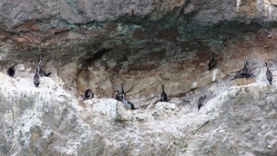 Great cormorant (Phalacrocorax carbo), Boat Cruise, Akaroa, Banks Peninsula, Canterbury, New