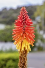 Crested torch lily (Kniphofia uvaria (L.) Oken), Akaroa, Canterbury, New Zealand, Oceania