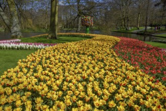 Flower border, floral splendour with colourful Tulips (Tulipa) in spring, Keukenhof, Lisse,