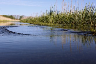 Road flooded by high water in the Große Rosin nature reserve, Peene Valley River Landscape nature