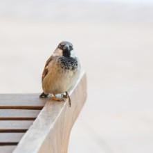 House sparrow (Passer domesticus) or sparrow or house sparrow, male, sitting on a wooden sun