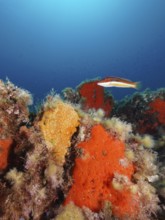 Orange upholstery sponge (Reniera fulva) and mediterranean rainbow wrasse (Coris julis) in the