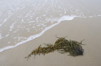 Rockweed (Ascophyllum nodosum) on the beach, South Holland, Netherlands