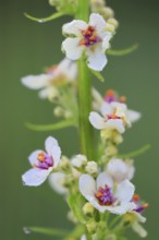 Austrian mullein (Verbascum chaixii), Scrophulariaceae, Egesheim, Upper Danube nature park Park,