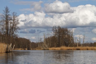 Alder trees with marshy forest in spring with reeds on the banks of the Peene, Peene Valley River