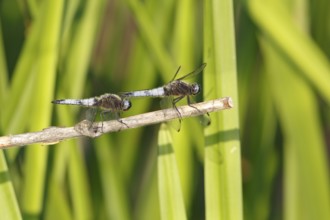 Lesser blue arrow (Orthetrum coerulescens), two animals on a reed stalk, Peene Valley River