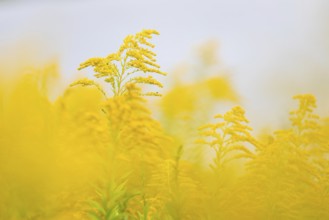 Canada goldenrod (Solidago canadensis), composite plants (Asteraceae), Rulfingen, Mengen, Upper