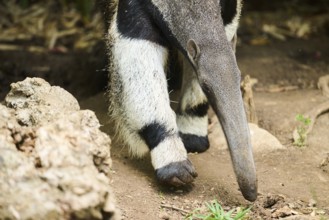 Giant anteater (Myrmecophaga tridactyla), captive, distribution South America