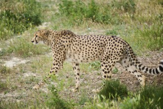 Cheetah (Acinonyx jubatus), walking, captive, distribution africa