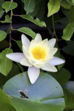 Pink water lily (Nymphaea) Baden-Württemberg, Germany, Europe