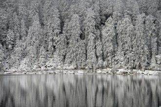 Snow-covered spruces, winter landscape at Mummelsee, reflection, snow, near Seebach, Black Forest,