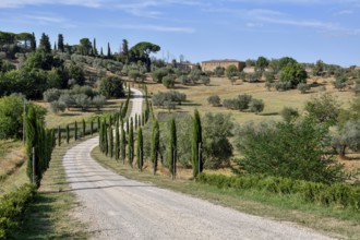 Cypress avenue near Palazzo Massaini, near Pienza, Val d'Orcia, Orcia Valley, Tuscany, Italy,