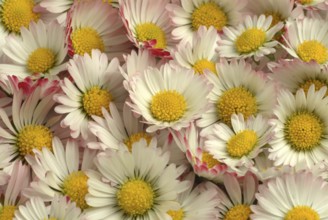 Common daisy (Bellis perennis), medicinal plant, naturopathy classifies the daisy among other