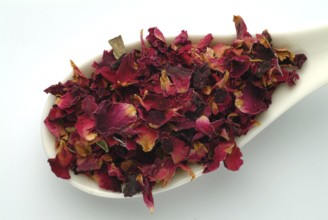 Dried petals of the medicinal plant rose, fragrant rose, Rosa gallica officinalis, The rose is also