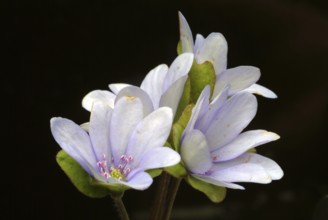 Liverwort (Hepatica triloba) (Hepatica nobilis) (Anemone hepatica), synonyma, common liverwort,