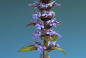 Blue bugles (Ajuga reptans), also known as guilder's goutweed, medicinal plant, infusion of dried