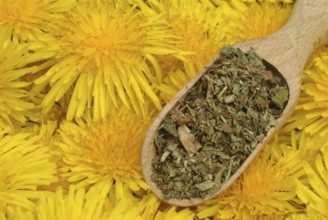 Common dandelion (Taraxacum) Ruderalia, Taraxacum officinale, medicinal plant, the most important