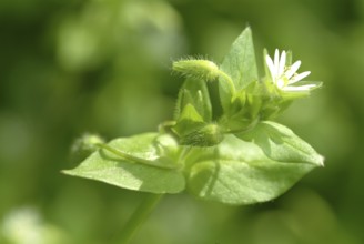 Greater stitchwort (Stellaria holostea), Rabelera holostea, also Common Chickweed, medicinal plant