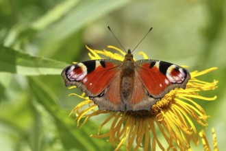 European peacock (Aglais io), on a yellow flower of a greater telecia (Telekia speciosa), Wilden,