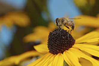 Dronefly (Eristalis tenax) on yellow coneflower (Echinacea paradoxa), Wilden, North