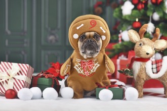 Funny dog Christmas costume. French Bulldog wearing gingerbread outfit with arms surrounded by