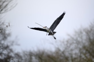 Grey heron (Ardea cinerea), bringing nesting material to the nest, Essen, Ruhr area, North