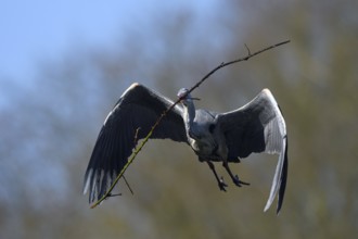 Grey heron (Ardea cinerea), bringing nesting material to the nest, Essen, Ruhr area, North