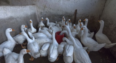 Geese (Anserinae) for the night in the barn, Mecklenburg-Vorpommern, Germany, Europe