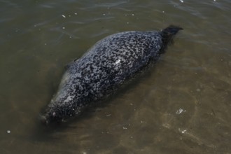 Common harbor seal (Phoca vitulina), dead find, dead pregnant female in the surf, Lower Saxony