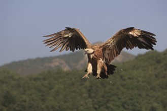 Griffon vulture (Gyps fulvus), approaching with wings spread, Action, Picos de Europa, Spain,