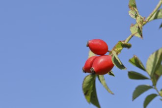 Ripe rosehip fruit of the dog rose (Rosa canina) on a branch in front of a blue sky, Wilnsdorf,