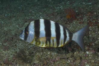 Zebra sea bream (Diplodus cervinus hottentotus), sea bream, dive site Protea Banks, Margate,