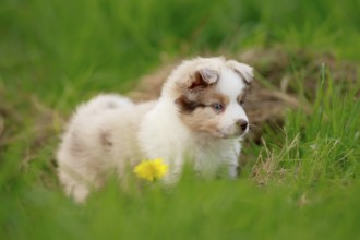 Miniature American Shepherd (Canis lupus familiaris) puppy, puppy standing in tall grass,