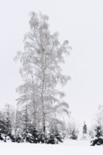 Wintertime, Birch, Saxony, Germany, Europe