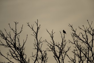 Waxwing (Bombycilla garrulus) adult bird on a tree branch, Suffolk, England, United Kingdom, Europe