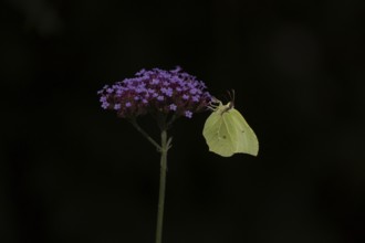 Brimstone (Gonepteryx rhamni) butterfly adult male feeding on a garden Verbena flower, Norfolk,