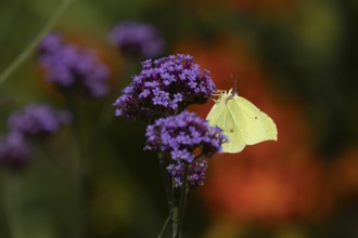 Brimstone (Gonepteryx rhamni) butterfly adult male feeding on a garden Verbena flower, Norfolk,