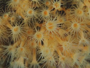 Yellow cluster anemone (Parazoanthus axinellae), dive site marine reserve Cap de Creus, Rosas,