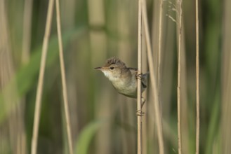 Eurasian reed warbler (Acrocephalus scirpaceus) adult bird on the edge of a reedbed, Lincolnshire,