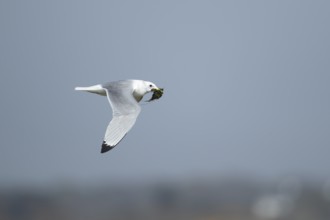 Kittiwake (Rissa tridactyla) adult bird in flight carrying nesting material in its beak, Suffolk,