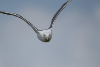 Lesser black backed gull (Larus fuscus) adult bird in flight, Suffolk, England, United Kingdom,